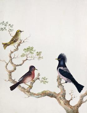 A Golden Crested Wren, a Dartford Warbler and a Rose Coloured Thrush or Ouzel