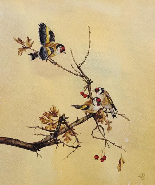 Goldfinches