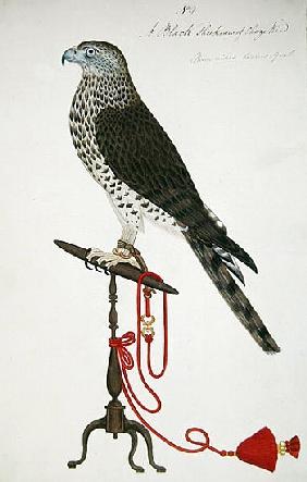 Indian Sparrow-Hawk