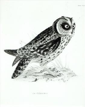 Owl after Charles Darwin