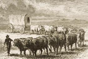 A Bullock Wagon Crossing the Great Plains between St. Louis and Denver, c.1870, from 'American Pictu