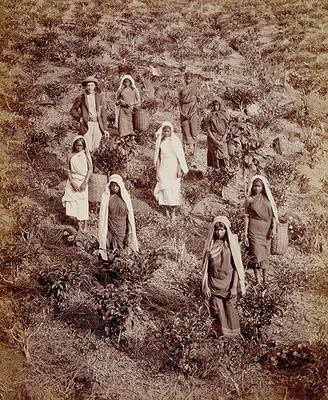 Tea Pickers in Ceylon, c.1900 (photo) from English School, (20th century)