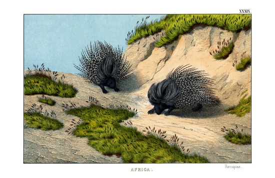 Crested Porcupine from English School, (19th century)