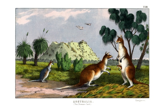 Eastern Grey Kangaroo from English School, (19th century)
