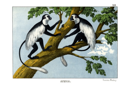 Guereza Monkey from English School, (19th century)
