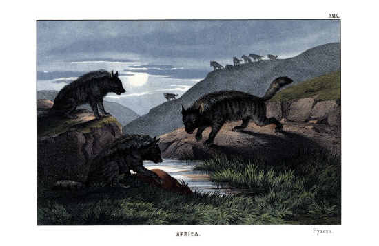 Hyena from English School, (19th century)