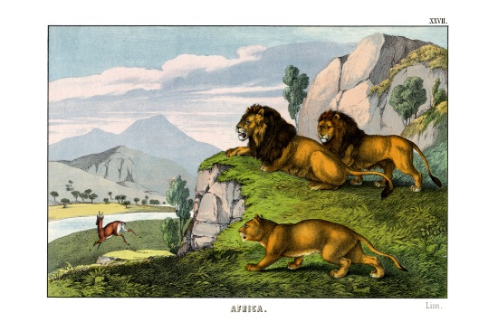 Lion from English School, (19th century)