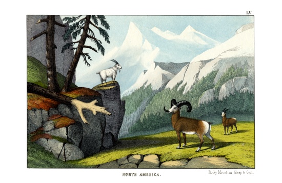 Rocky Mountain Sheep from English School, (19th century)