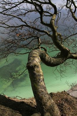 Baum am Kreidefelsen from Enrico Schade