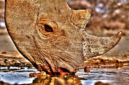 Black Rhino drinking