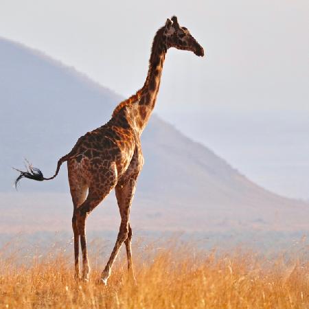 Masai Giraffe, Chyulu Hills