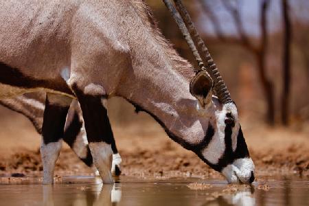 Oryx Drinking, Mount Etjo