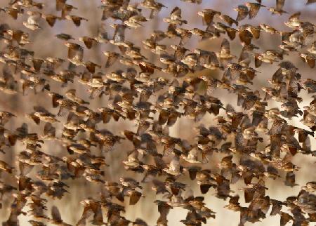 Safety in Numbers 3 (red-billed quelea), Namibia