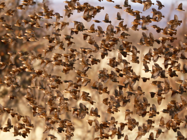 Safety in Numbers (red-billed quelea), Namibia from Eric Meyer