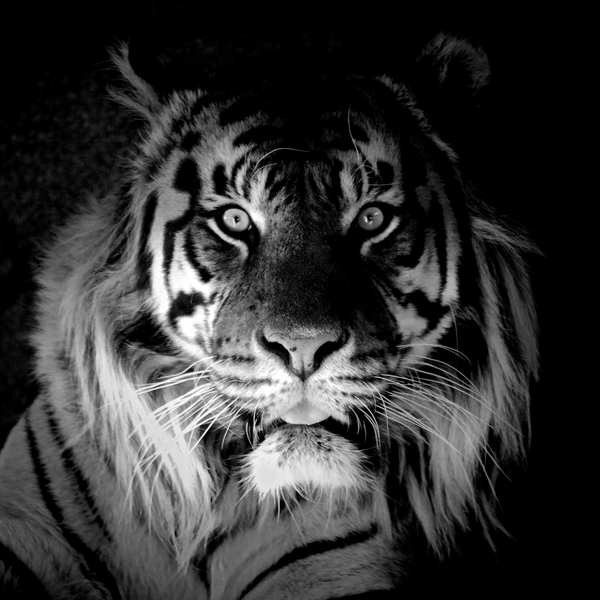 Tiger from Eric Meyer