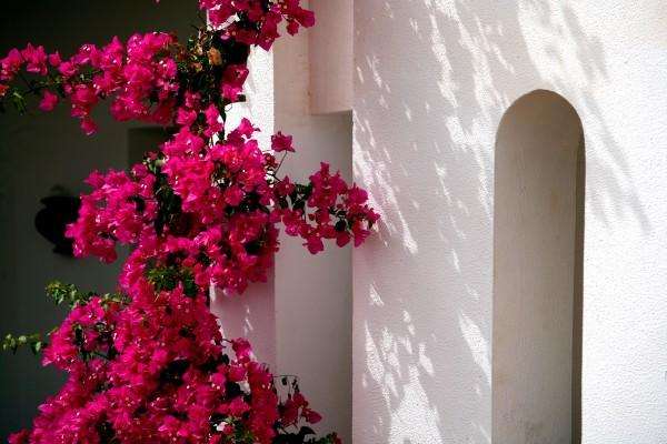 Bougainvillea from Erich Teister