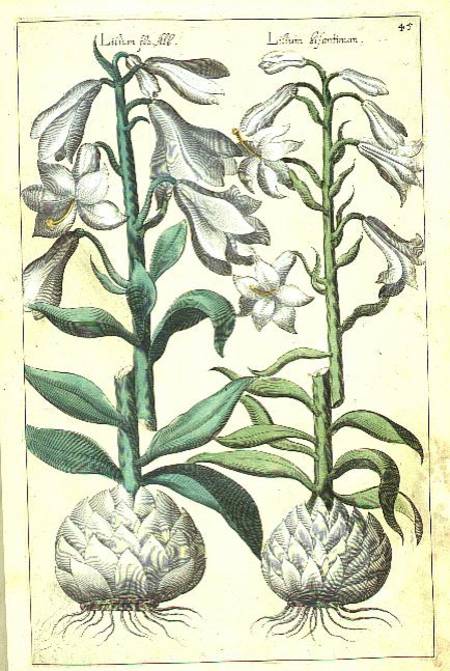 Lily: Two White varieties from `Theatrum Florae' from E.Sweert