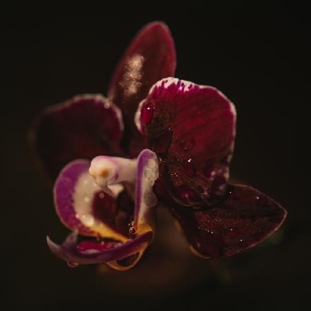 Botanical Series - Orchid &amp; Droplets