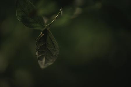 Botanical Series - Leaves 1/5