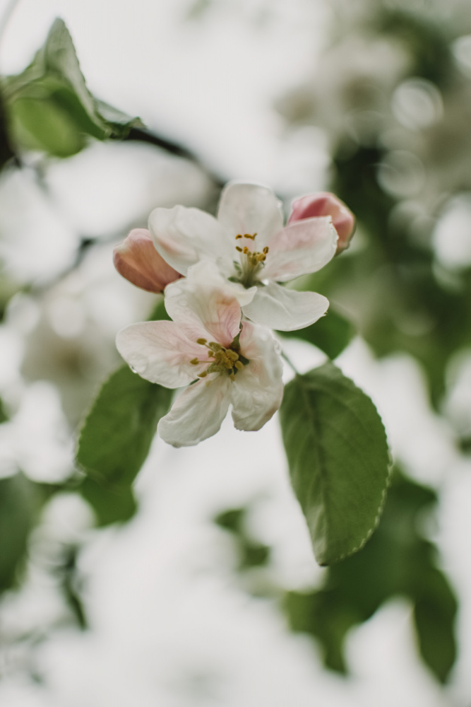 Spring Series - Apple Blossoms in the Rain 11/12 from Eva Bronzini