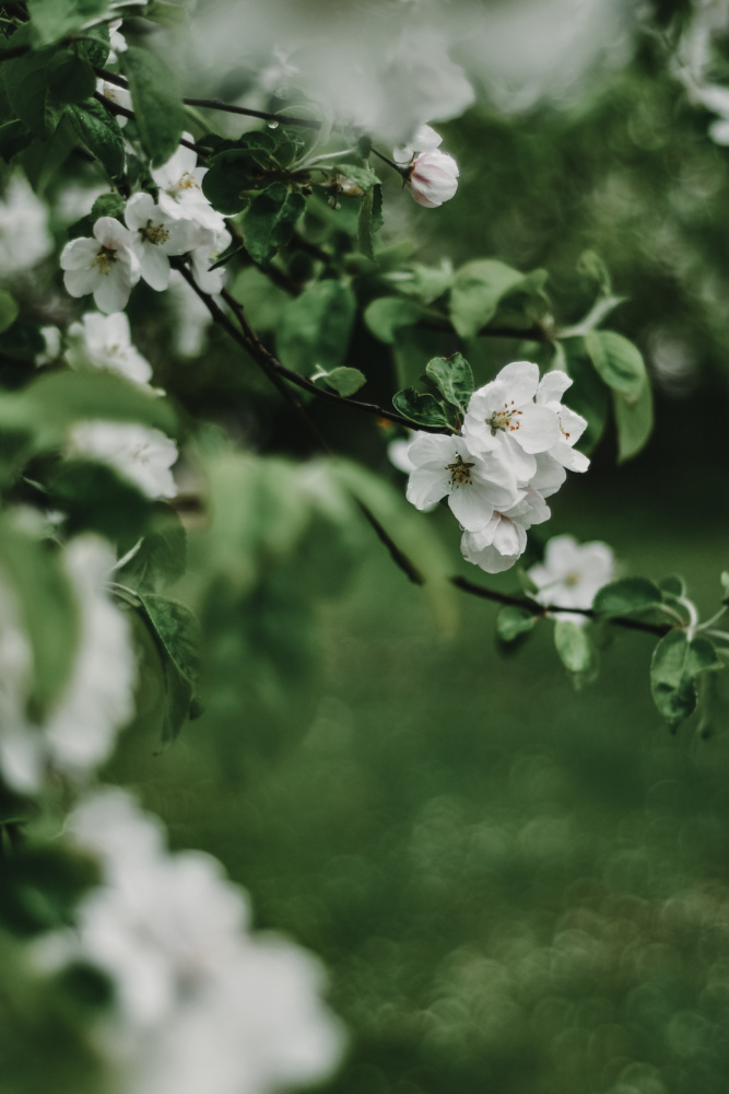 Spring Series - Apple Blossoms in the Rain 6/12 from Eva Bronzini
