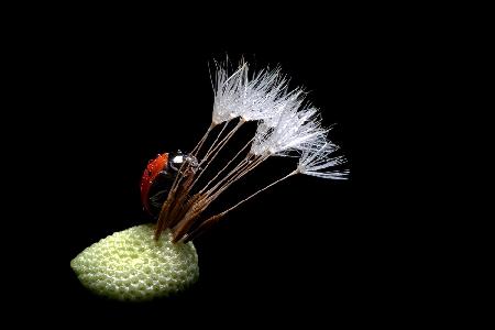 The lady bug and the dandelion II