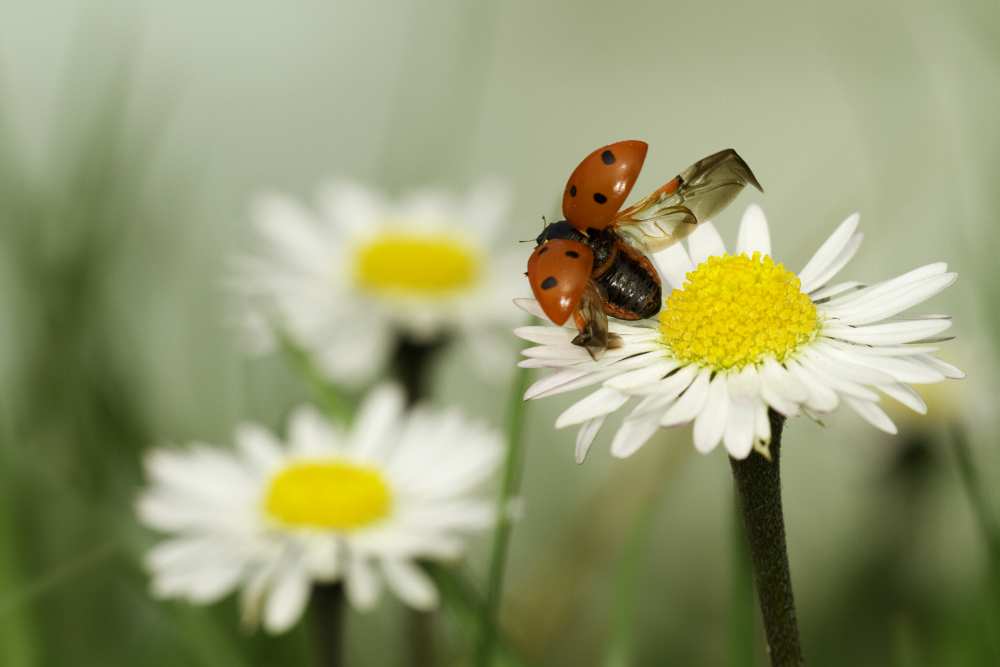 Envole moi from Fabien Bravin