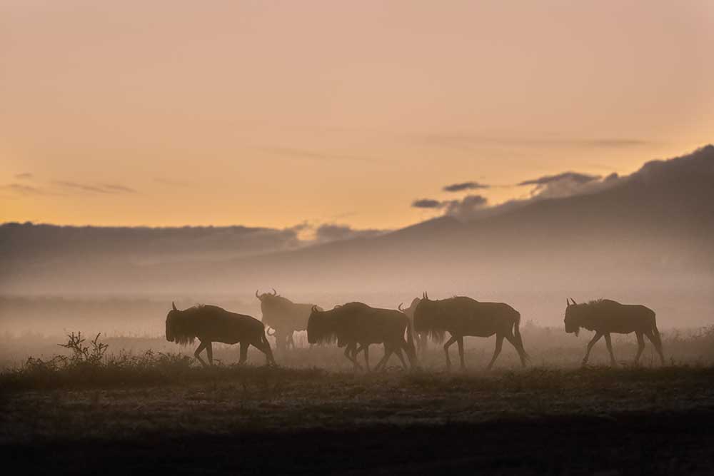 Early morning in Serengeti from Fabrizio Moglia