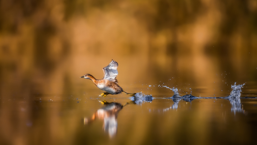 Running over The Water from Faisal ALnomas