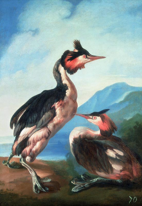 A Pair Great Crested Grebes by a Riverbank from Faustino Durante