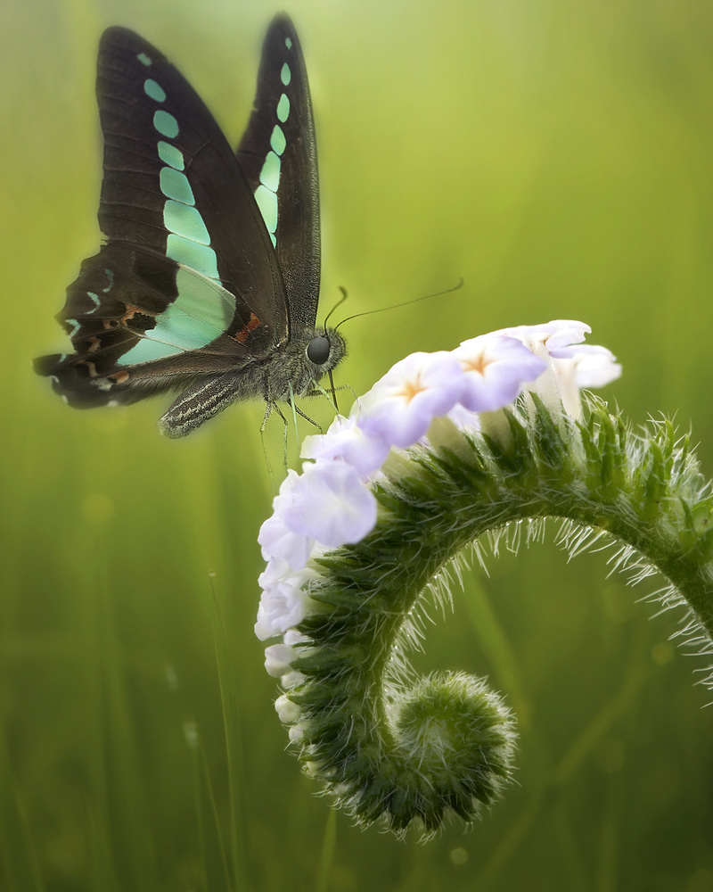 The Butterfly and The Flowers from Fauzan Maududdin