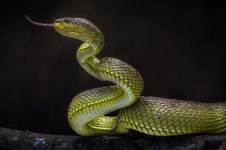 Scary Green Viper
