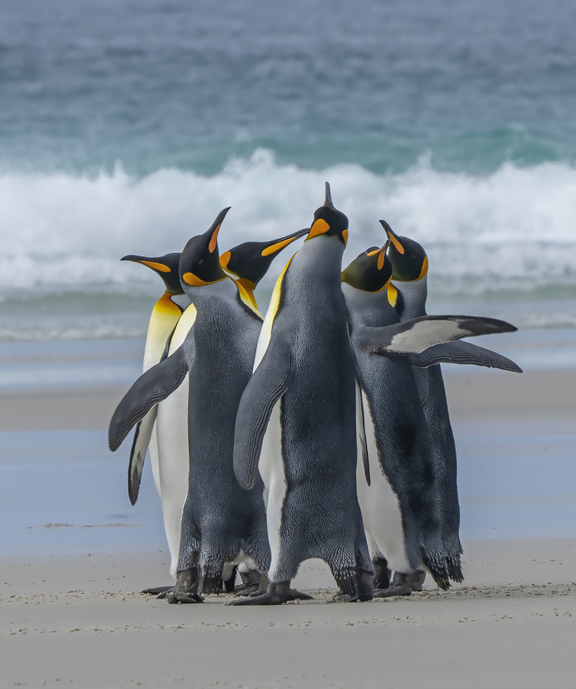 Penguins‘ Group Dancing from Feng Qin