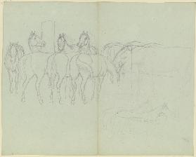 Herd of horses, grazing