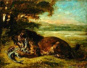 Lion and Alligator