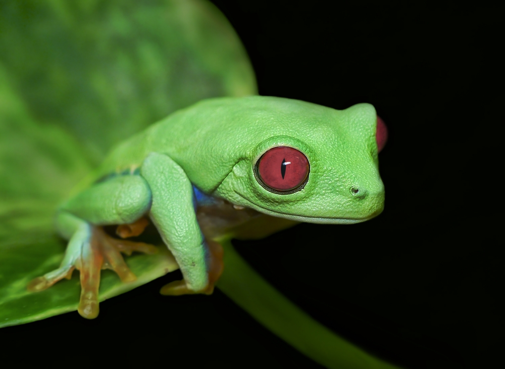 Red eye frog from Ferdinando Valverde
