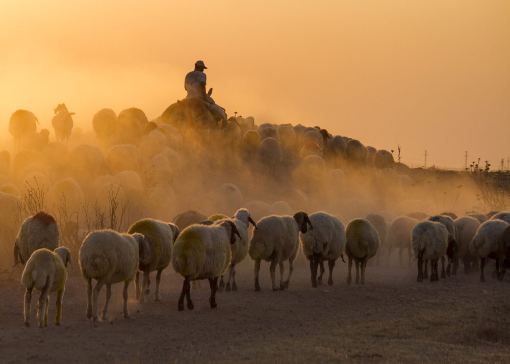Herd and shepherd from feyzullah tunc