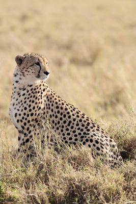 Cheetah from Franck Camhi