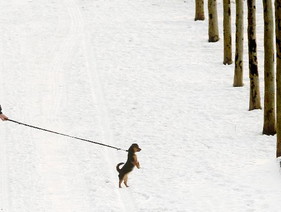 Kleiner Hund im Schnee from Frank Rumpenhorst