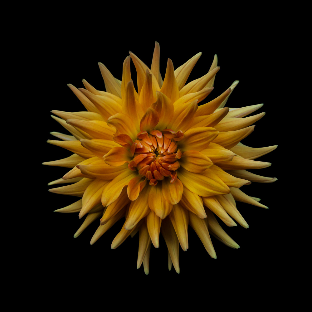 Dahlia from Frank Ulrich Gandenberger