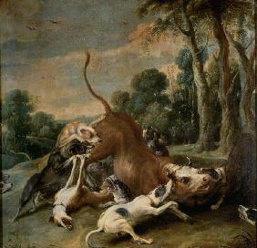 Bull Surrendered by Dogs