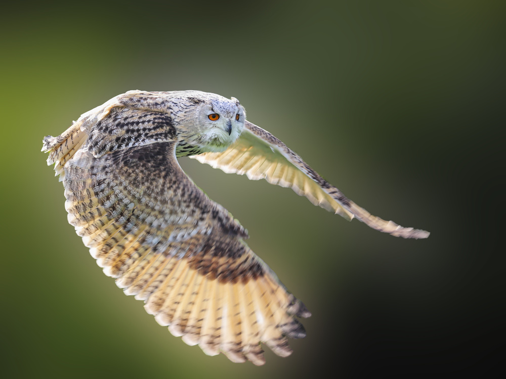 Flying Owl from Franz Baumann