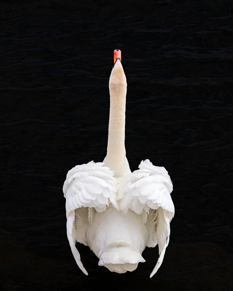Swan from Franz Baumann