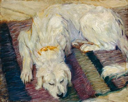 Lying dog (dog portrait)