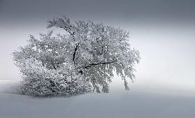 SNOW_BAUM