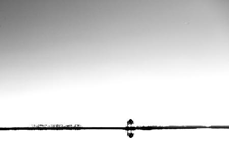 Lonely Tree