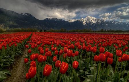 Tulips in Great Vancouver BC Canada