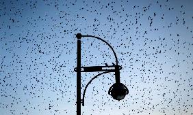 Tausende Stare fliegen am Himmel über Mainz