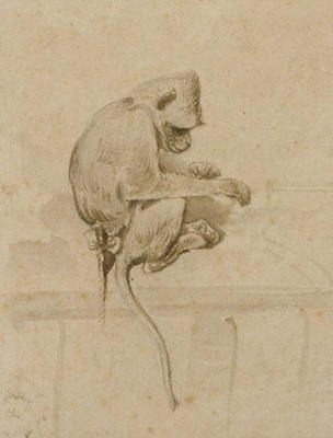 A Monkey (ink on paper) from French School