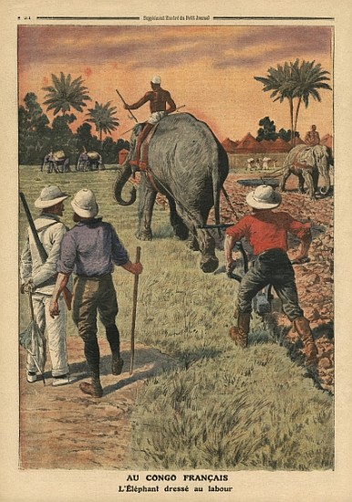In French Congo, elephant trained to ploughing, illustration from ''Le Petit Journal'', supplement i from French School